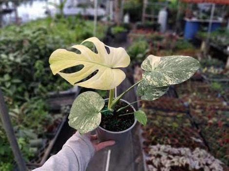 Mint Variegated Monstera Live Plant – Rare Tropical Houseplant – 4-6 Inches Tall – Indoor - Image 6