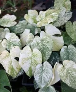 Mint Variegated Monstera Live Plant – Rare Tropical Houseplant – 4-6 Inches Tall – Indoor - Image 7
