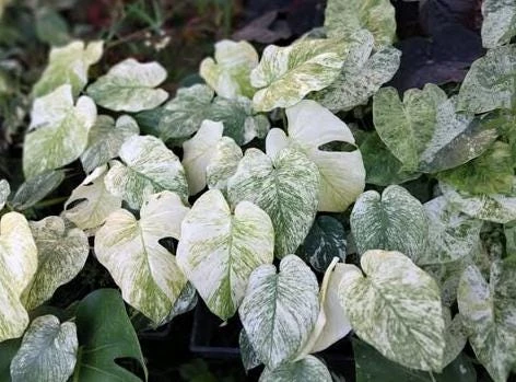 Mint Variegated Monstera Live Plant – Rare Tropical Houseplant – 4-6 Inches Tall – Indoor - Image 7
