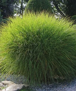 Miscanthus Gracillimus Maiden Grass Live Starter Plant Ships in Pot, Ornamental Grass, Hardy Perennial - Image 2