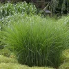 Miscanthus Gracillimus Maiden Grass Live Starter Plant Ships in Pot, Ornamental Grass, Hardy Perennial - Image 1