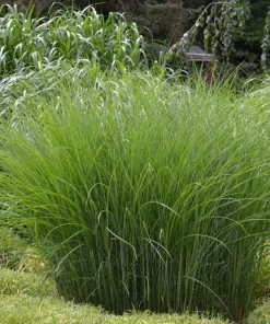 Miscanthus Gracillimus Maiden Grass Live Starter Plant Ships in Pot, Ornamental Grass, Hardy Perennial - Image 1