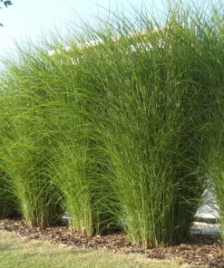 Miscanthus Gracillimus Maiden Grass Live Starter Plant Ships in Pot, Ornamental Grass, Hardy Perennial - Image 3