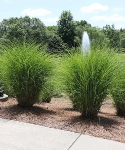 Miscanthus Gracillimus Maiden Grass Live Starter Plant Ships in Pot, Ornamental Grass, Hardy Perennial - Image 4