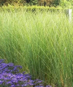 Miscanthus Gracillimus Maiden Grass Live Starter Plant Ships in Pot, Ornamental Grass, Hardy Perennial - Image 5