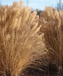 Miscanthus Gracillimus Maiden Grass Live Starter Plant Ships in Pot, Ornamental Grass, Hardy Perennial - Image 6