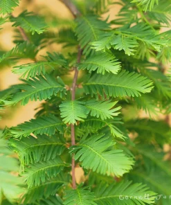 Miss Grace Dawn Redwood Live Plant - Weeping Dwarf Conifer - Zones 5-9 - Image 2