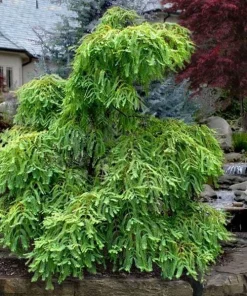 Miss Grace Dawn Redwood Live Plant - Weeping Dwarf Conifer - Zones 5-9 - Image 3