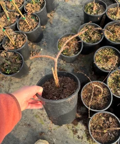 Miss Grace Dawn Redwood Live Plant - Weeping Dwarf Conifer - Zones 5-9 - Image 4