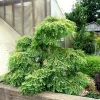 Miss Grace Dawn Redwood Live Plant - Weeping Dwarf Conifer - Zones 5-9 - Image 1