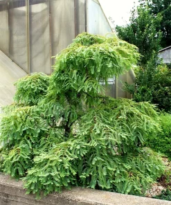 Miss Grace Dawn Redwood Live Plant - Weeping Dwarf Conifer - Zones 5-9 - Image 1
