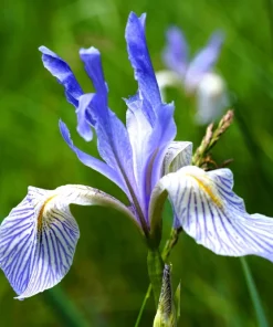 Missouri Iris Seeds - 50 Count - Rocky Mountain Blue Purple Yellow Flowers - Image 2