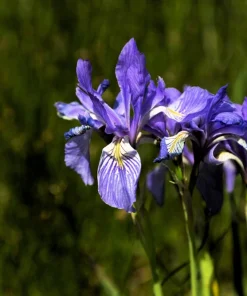Missouri Iris Seeds - 50 Count - Rocky Mountain Blue Purple Yellow Flowers - Image 3