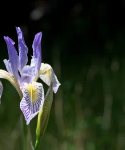 Missouri Iris Seeds - 50 Count - Rocky Mountain Blue Purple Yellow Flowers - Image 4