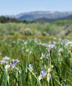 Missouri Iris Seeds - 50 Count - Rocky Mountain Blue Purple Yellow Flowers - Image 5