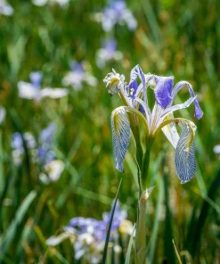 Missouri Iris Seeds - 50 Count - Rocky Mountain Blue Purple Yellow Flowers - Image 6