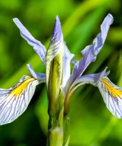 Missouri Iris Seeds - 50 Count - Rocky Mountain Blue Purple Yellow Flowers - Image 7