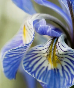 Missouri Iris Seeds - 50 Count - Rocky Mountain Blue Purple Yellow Flowers - Image 8