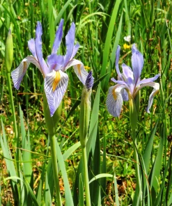 Missouri Iris Seeds - 50 Count - Rocky Mountain Blue Purple Yellow Flowers - Image 9