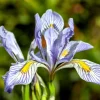 Missouri Iris Seeds - 50 Count - Rocky Mountain Blue Purple Yellow Flowers - Image 1