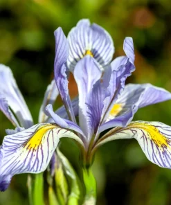 Missouri Iris Seeds - 50 Count - Rocky Mountain Blue Purple Yellow Flowers - Image 1
