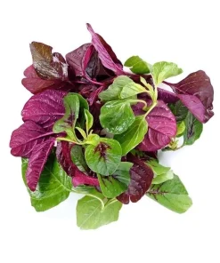 Mix Amaranth Vietnamese Seeds - 7000 Seeds (20g) - 3 Colors for Planting - Image 2