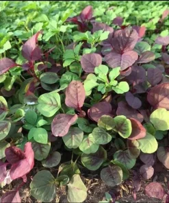 Mix Amaranth Vietnamese Seeds - 7000 Seeds (20g) - 3 Colors for Planting - Image 4