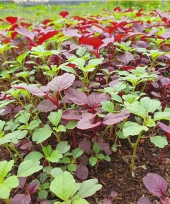 Mix Amaranth Vietnamese Seeds - 7000 Seeds (20g) - 3 Colors for Planting - Image 5