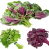 Mix Amaranth Vietnamese Seeds - 7000 Seeds (20g) - 3 Colors for Planting - Image 1