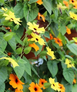 Mixed Black Eyed Susan Vine Seeds – Thunbergia Alata – Orange, White, Yellow – 25 Seeds - Image 10