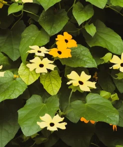 Mixed Black Eyed Susan Vine Seeds – Thunbergia Alata – Orange, White, Yellow – 25 Seeds - Image 3