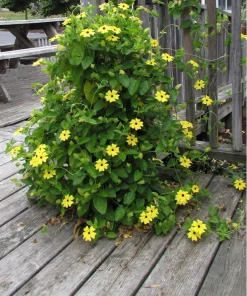 Mixed Black Eyed Susan Vine Seeds – Thunbergia Alata – Orange, White, Yellow – 25 Seeds - Image 4