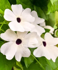 Mixed Black Eyed Susan Vine Seeds – Thunbergia Alata – Orange, White, Yellow – 25 Seeds - Image 6