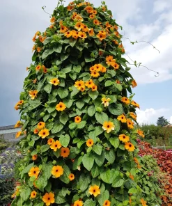 Mixed Black Eyed Susan Vine Seeds – Thunbergia Alata – Orange, White, Yellow – 25 Seeds - Image 8