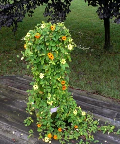 Mixed Black Eyed Susan Vine Seeds – Thunbergia Alata – Orange, White, Yellow – 25 Seeds - Image 9