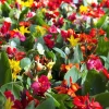 Mixed Canna Lily Generalis Flower Seeds - Red & Yellow Hummingbird Attractor - 5 Seeds - Image 1
