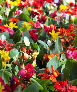 Mixed Canna Lily Generalis Flower Seeds - Red & Yellow Hummingbird Attractor - 5 Seeds - Image 1
