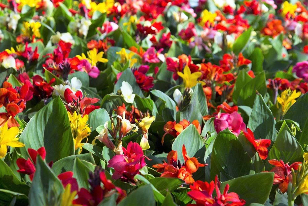 Mixed Canna Lily Generalis Flower Seeds - Red & Yellow Hummingbird Attractor - 5 Seeds - Image 1