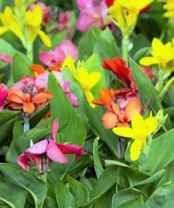 Mixed Canna Lily Generalis Flower Seeds - Red & Yellow Hummingbird Attractor - 5 Seeds - Image 2