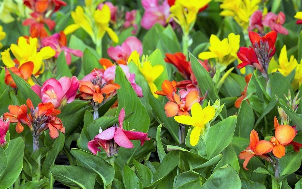 Mixed Canna Lily Generalis Flower Seeds - Red & Yellow Hummingbird Attractor - 5 Seeds - Image 2