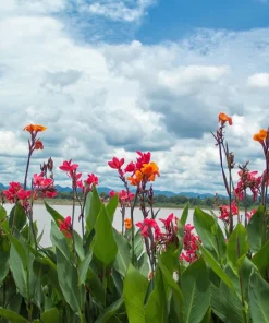 Mixed Canna Lily Generalis Flower Seeds - Red & Yellow Hummingbird Attractor - 5 Seeds - Image 3