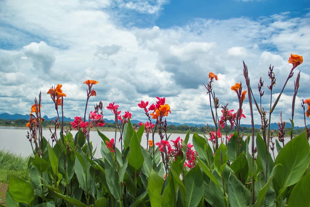 Mixed Canna Lily Generalis Flower Seeds - Red & Yellow Hummingbird Attractor - 5 Seeds - Image 3