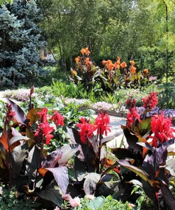 Mixed Canna Lily Generalis Flower Seeds - Red & Yellow Hummingbird Attractor - 5 Seeds - Image 4