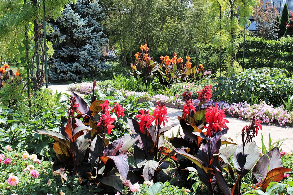 Mixed Canna Lily Generalis Flower Seeds - Red & Yellow Hummingbird Attractor - 5 Seeds - Image 4