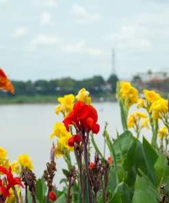 Mixed Canna Lily Generalis Flower Seeds - Red & Yellow Hummingbird Attractor - 5 Seeds - Image 5