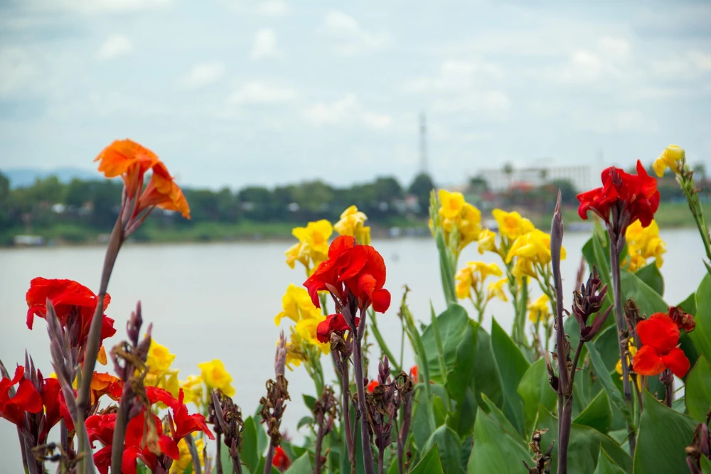 Mixed Canna Lily Generalis Flower Seeds - Red & Yellow Hummingbird Attractor - 5 Seeds - Image 5