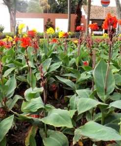 Mixed Canna Lily Generalis Flower Seeds - Red & Yellow Hummingbird Attractor - 5 Seeds - Image 6