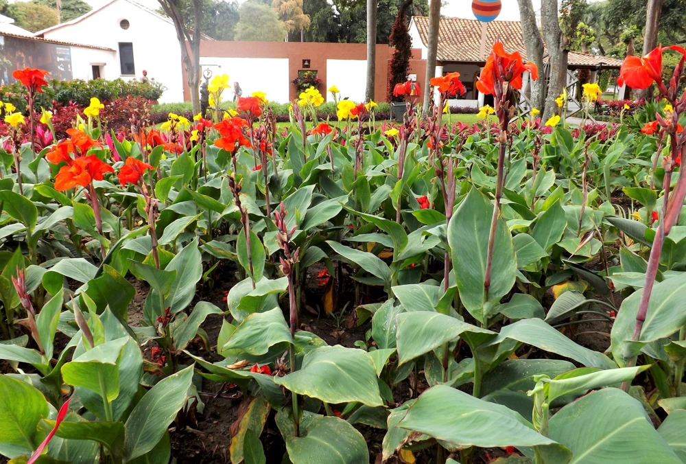 Mixed Canna Lily Generalis Flower Seeds - Red & Yellow Hummingbird Attractor - 5 Seeds - Image 6