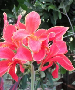 Mixed Canna Lily Generalis Flower Seeds - Red & Yellow Hummingbird Attractor - 5 Seeds - Image 7