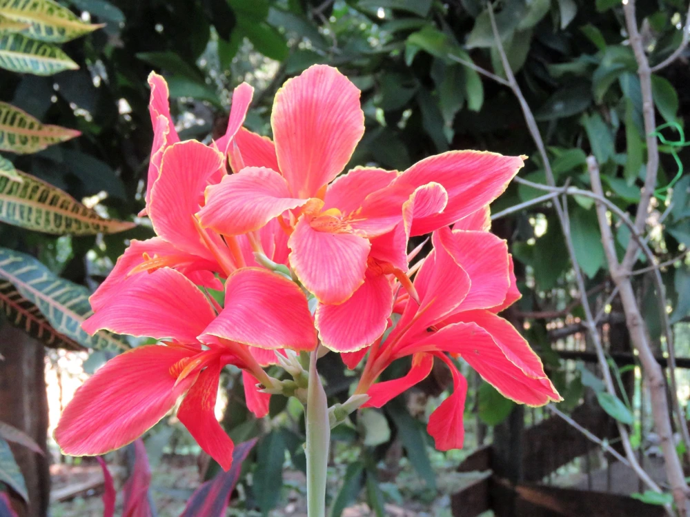 Mixed Canna Lily Generalis Flower Seeds - Red & Yellow Hummingbird Attractor - 5 Seeds - Image 7